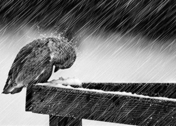 На Тернопільщині очікують погіршення погодніх умов: куди звернутися за допомогою?