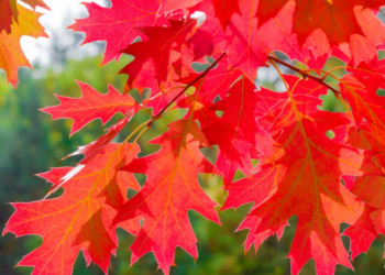 На Тернопільщині незаконно зрізали червоний дуб