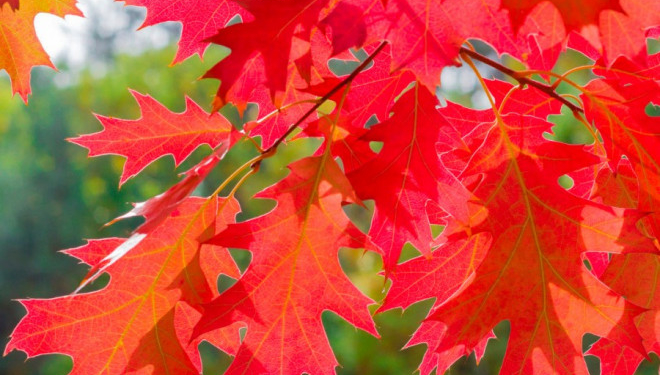 На Тернопільщині незаконно зрізали червоний дуб
