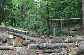 Більше мільйона гривень за дерева: на Тернопільщині оштрафували підприємства