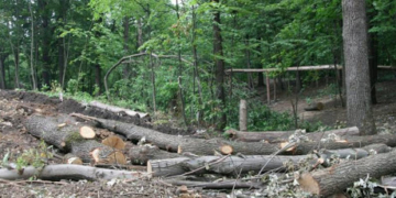 Більше мільйона гривень за дерева: на Тернопільщині оштрафували підприємства