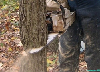 Безпека понад усе: у центрі Тернополі зрізають аварійні дерева