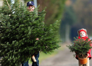 “Ялинка в законі”: тернополяни можуть перевіряти легельність купленої новорічної красуні