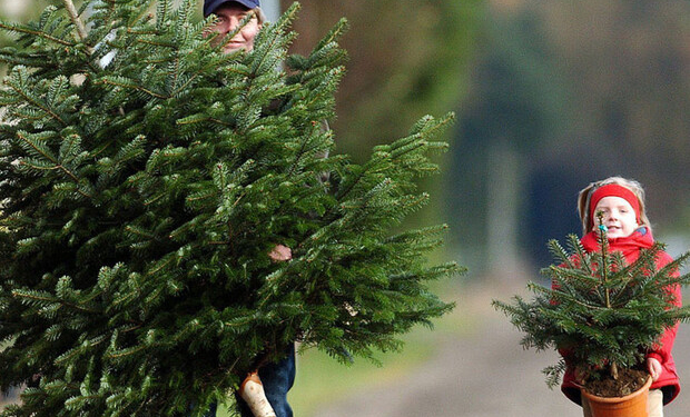 “Ялинка в законі”: тернополяни можуть перевіряти легельність купленої новорічної красуні