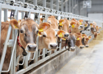 На Тернопільщині будують новий великий тваринний комплекс