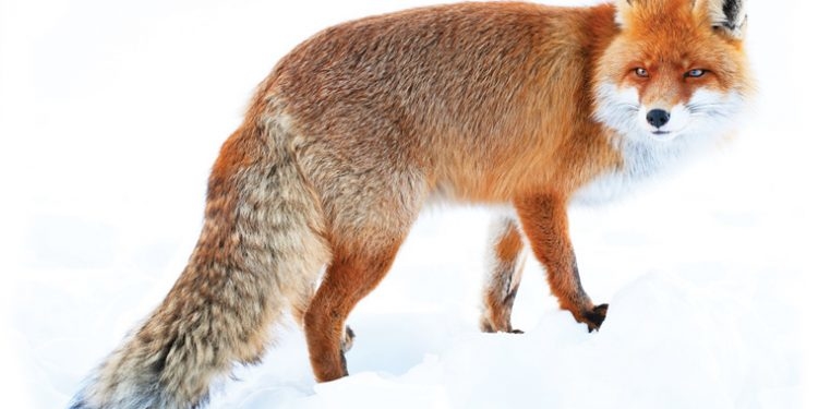 Впійману у Тернополі травмовану лисицю завезли на лікування до Львова
