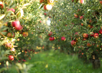 Амбітні плати: на Тернопільщині побудують найбільшу ферму яблук
