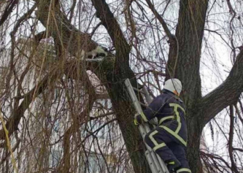 У Тернополі врятували кошеня