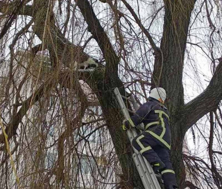 У Тернополі врятували кошеня