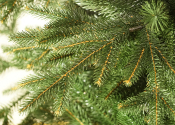 Бережемо екологію: куди у Тернополі викидати “новорічні красуні”?