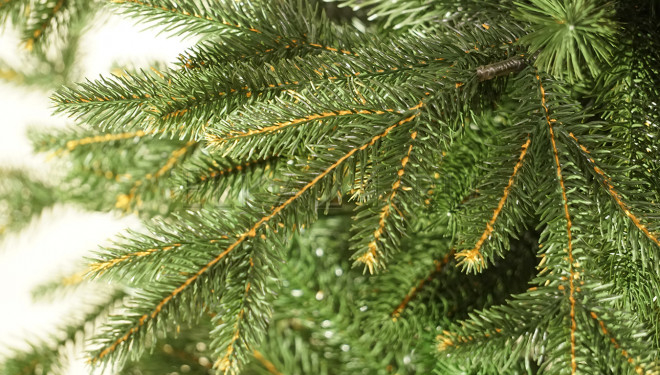 Бережемо екологію: куди у Тернополі викидати “новорічні красуні”?