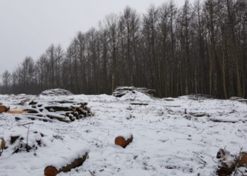 На Тернопільщині незаконно вирізали дерева із заказника