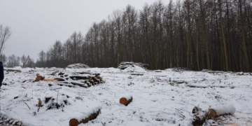 На Тернопільщині незаконно вирізали дерева із заказника