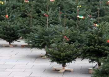 У Тернополі тривають перевірки законності продажу хвойних дерев