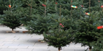 У Тернополі тривають перевірки законності продажу хвойних дерев