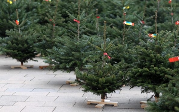 У Тернополі тривають перевірки законності продажу хвойних дерев