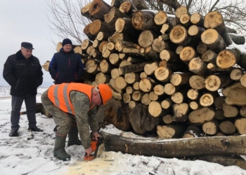 На Тернопільщині перевіряють лісогосподарські підприємства