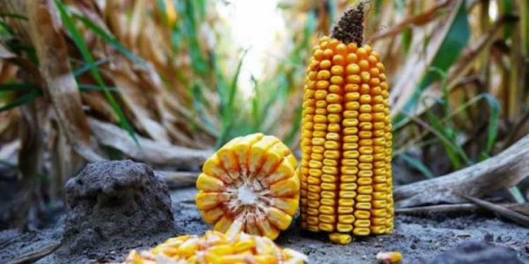 Ведуться переговори про будівництво на Тернопільщині заводу з переробки кукурудзи