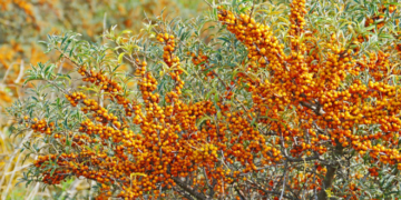 На Тернопільщині кооператив планує висадити 7 гектарів обліпихи