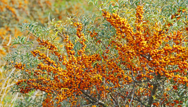 На Тернопільщині кооператив планує висадити 7 гектарів обліпихи