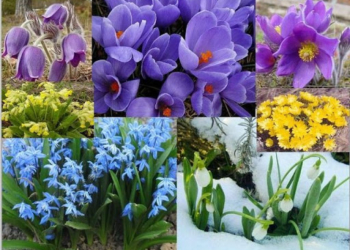 Бережемо природу: у Тернополі проводиться операція “Первоцвіт”