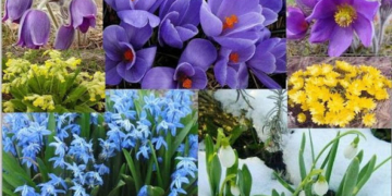 Бережемо природу: у Тернополі проводиться операція “Первоцвіт”