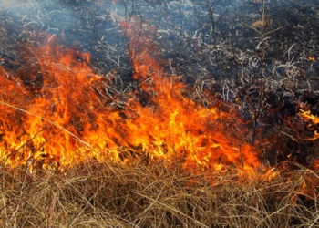 На Тернопільщині заборонено спалювати сухе листя та сміття