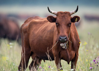 На Тернопільщині злодій викрав корову