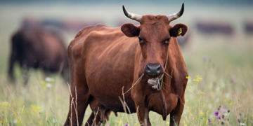 На Тернопільщині злодій викрав корову