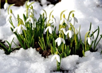 У Тернополі закликають не знищувати первоцвіти