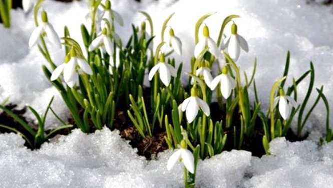 У Тернополі закликають не знищувати первоцвіти