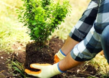 Тернопільщина продовжить реалізовувати екологічний проєкт “Озеленення планети”