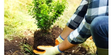 Тернопільщина продовжить реалізовувати екологічний проєкт “Озеленення планети”