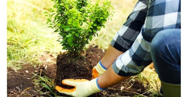 Тернопільщина продовжить реалізовувати екологічний проєкт “Озеленення планети”