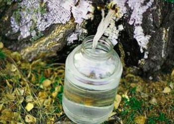 Жителям Тернопілля нагадують про штраф за збір березового соку