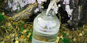 Жителям Тернопілля нагадують про штраф за збір березового соку