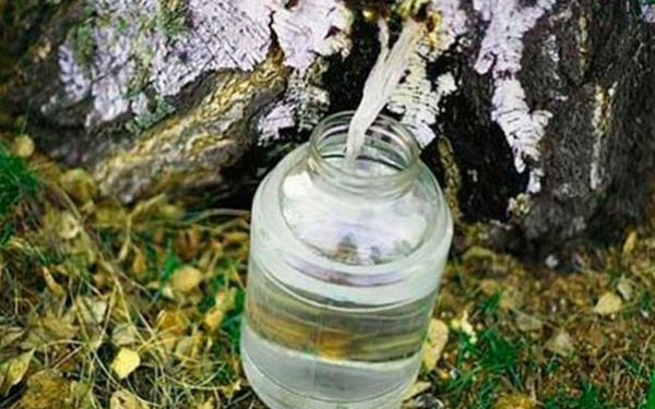 Жителям Тернопілля нагадують про штраф за збір березового соку