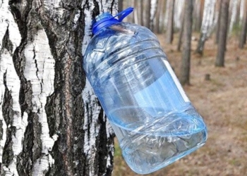 Бережемо природу: на Тернопільщині розпочинаються “березові перевірки”