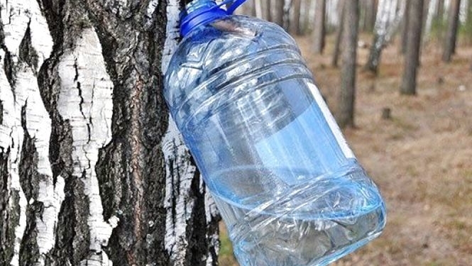 Бережемо природу: на Тернопільщині розпочинаються “березові перевірки”