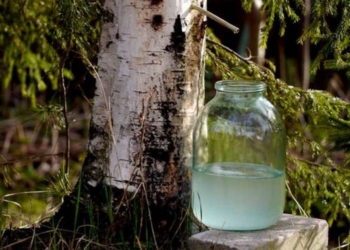 Березовий сік тільки через “лісовий квиток”: жителям Тернопільщини нагадують про шкоду довкіллю