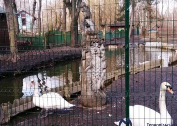 Названо причину спалаху пташиного грипу в тернопільському зоокутку у парку “Топільче”