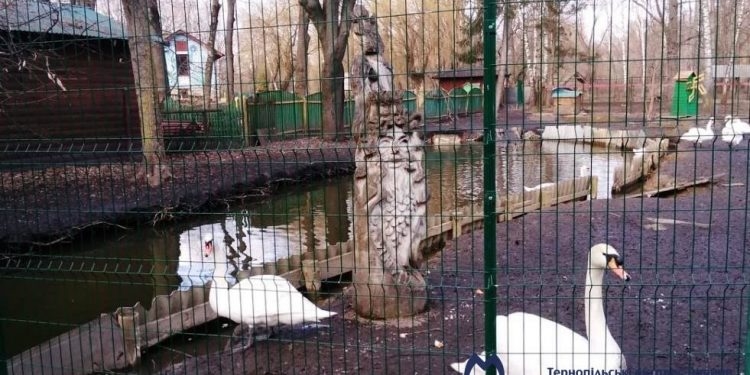 Названо причину спалаху пташиного грипу в тернопільському зоокутку у парку “Топільче”