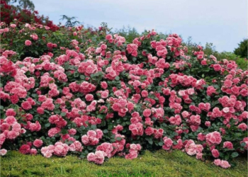 На Тернопільщині жінка втратила 50 тисяч через троянди