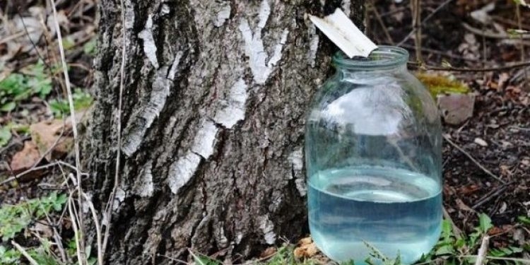 Тернопільські екологи нагадують, за незаконний збір березового соку «світить» штраф