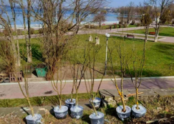 У Тернополі планують висадити декоративні дерева