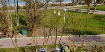 У Тернополі планують висадити декоративні дерева