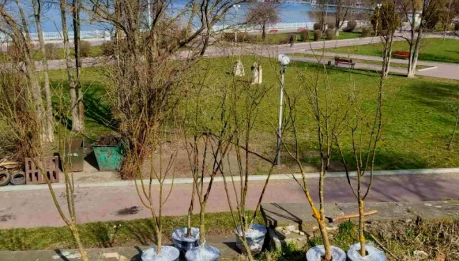 У Тернополі планують висадити декоративні дерева