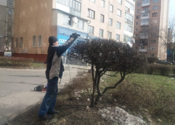 У Тернополі здійснюють санітарну обрізку дерев та кущів