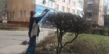 У Тернополі здійснюють санітарну обрізку дерев та кущів