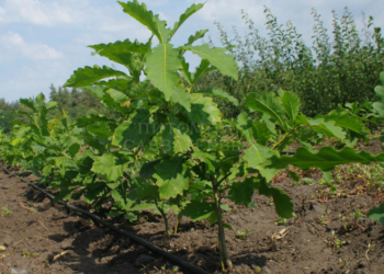 На Тернопільщині висадили саджанці молодого дуба